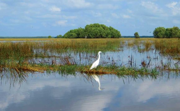 A stork in Tram Chim National