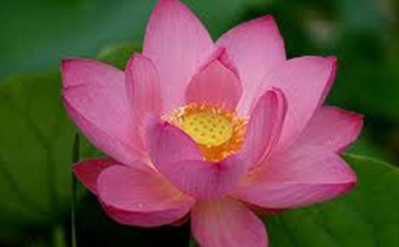 PINK LOTUS, VIETNAM S NEW