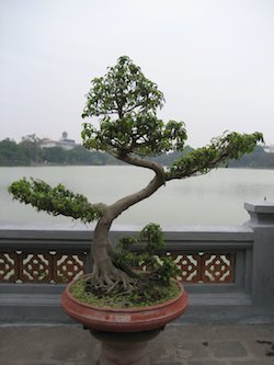 lake in vietnam with bonsai