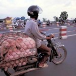 Pigs on a Motorbike in Vietnam