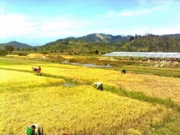 rice-field In Vietnam
