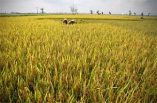 Rice Production