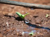 Drip irrigation Vietnam