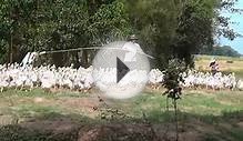 Duck farming in a small village in Vietnam