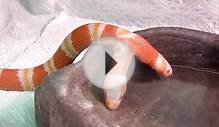 My Beautiful Snake Drinking Water HD