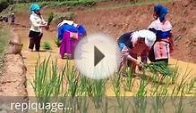 Nature Vietnam voyages - les étapes de la culture du riz