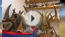 Vietnam Customs Seize Elephant Tusks and Rhino Horns Worth