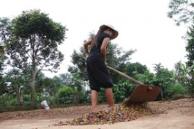 Vietnam coffee production Buon Ma Thuot high quality coffee