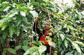 Vietnam Yna Ayun coffee farmer