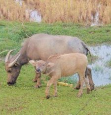 Water buffalo