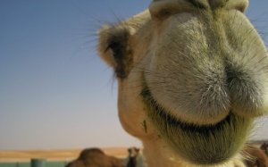 camel nose close up