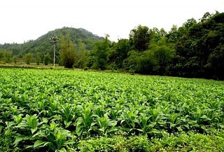 Tobacco farm in Coc Dan commune of Bac Kan province, Viet Nam. Picture: World Agroforestry Centre/Rachmat Mulia